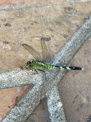 Erythemis simplicicollis