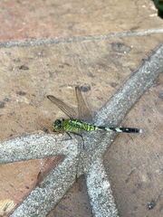 Erythemis simplicicollis