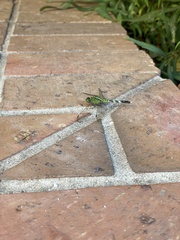 Erythemis simplicicollis