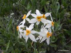 Leucocoryne coronata