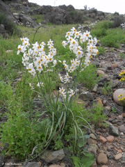 Leucocoryne coronata