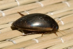 Ilybius fuliginosus