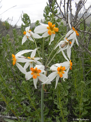 Leucocoryne coronata