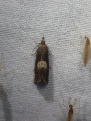 Dichrorampha simulana