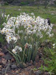 Leucocoryne coronata