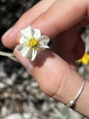 Zinnia acerosa