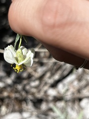 Zinnia acerosa