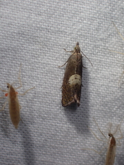 Dichrorampha simulana