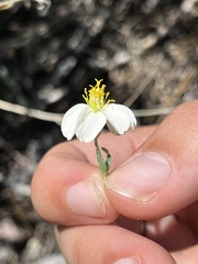 Zinnia acerosa