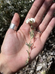Zinnia acerosa