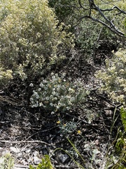 Zinnia acerosa