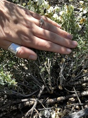 Zinnia acerosa