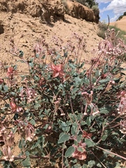 Tripterocalyx carneus