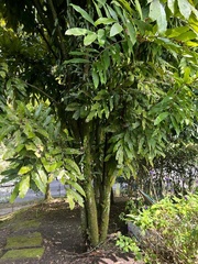Sapindaceae