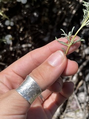 Zinnia acerosa