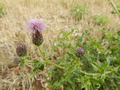 Cirsium arvense