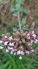 Origanum