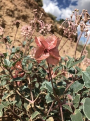 Tripterocalyx carneus