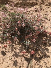 Tripterocalyx carneus