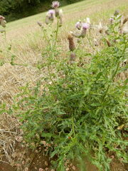 Cirsium arvense