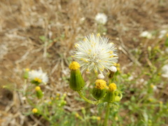 Senecio vulgaris