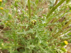 Senecio vulgaris