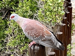 Columba guinea phaeonota
