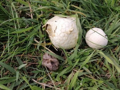 Lead-colored puffball (Bovista plumbea)
