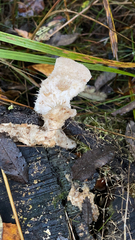 Hericium cirrhatum