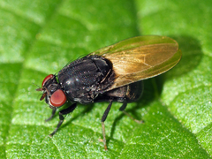 Minettia longipennis