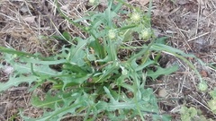 Lactuca serriola