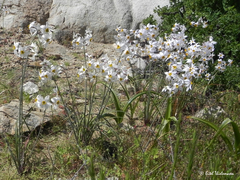 Leucocoryne coronata
