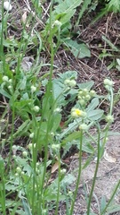 Crepis biennis