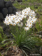 Leucocoryne coronata