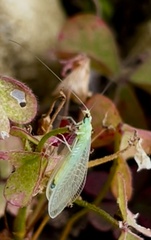 Chrysopa nigricornis