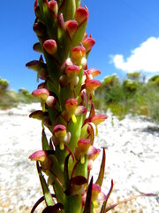 Disa bracteata