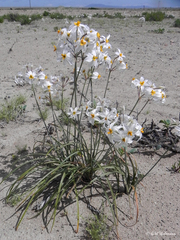 Leucocoryne coronata