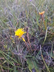 Taraxacum serotinum