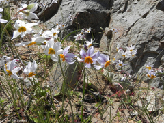Leucocoryne coronata