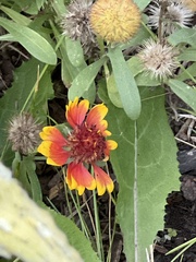 Gaillardia