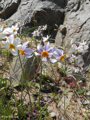 Leucocoryne coronata