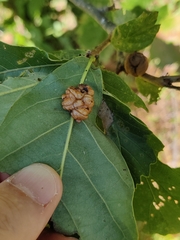 Andricus nigricens