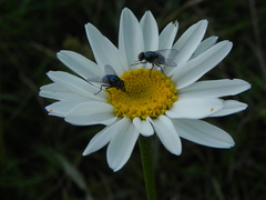 Tanacetum corymbosum