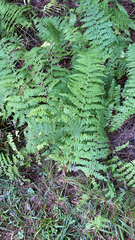 Dennstaedtia punctilobula