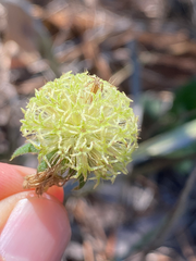 Gaillardia aestivalis winkleri