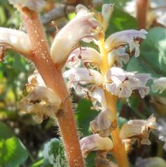 Orobanche minor