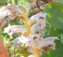 Orobanche minor