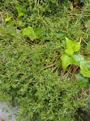 Portulaca oleracea