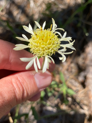 Gaillardia aestivalis winkleri