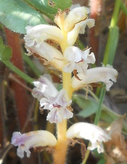 Orobanche minor